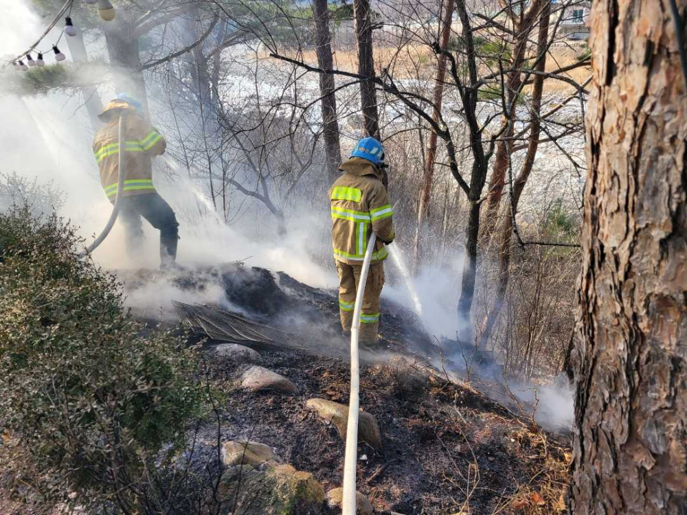 1427 인제 용대리 하천 제방 경사지 시초류화재-1.jpg