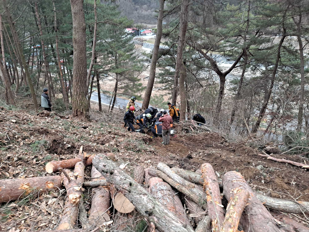 벌목작업 중 사고2.jpg